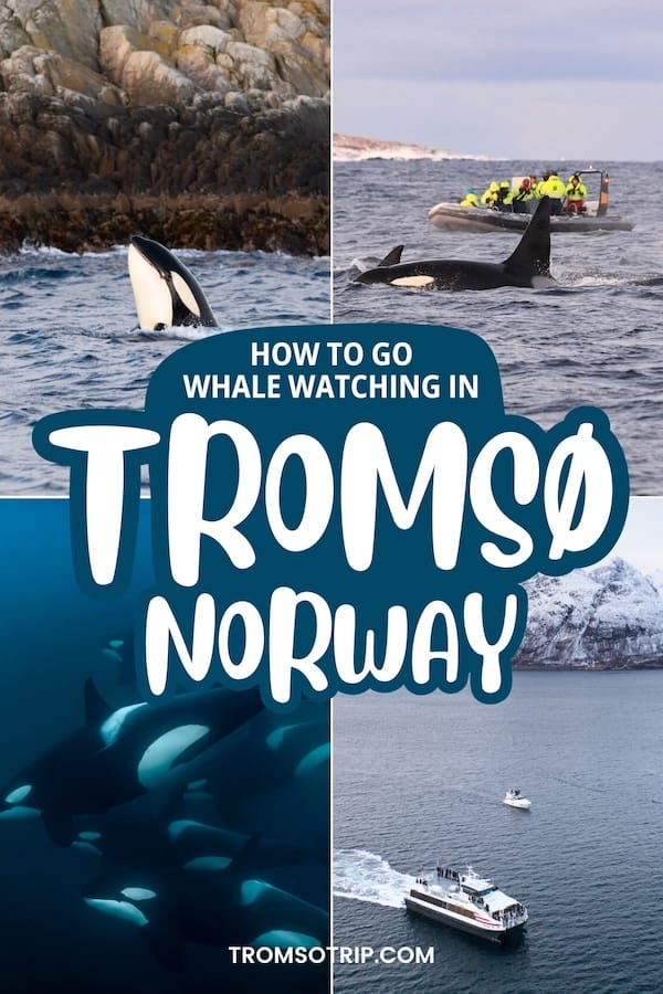 Tromsø is one of the best places to see orcas in their natural habitat and these whale watching tours in Tromsø will make your trip unforgettable. Learn more! | Whale safari in Tromsø | How to see whales in Tromsø | Tromso whale watching | Tromso tours | Tours in Tromso | What to do in Tromso | Tromso itinerary | Tromso in winter