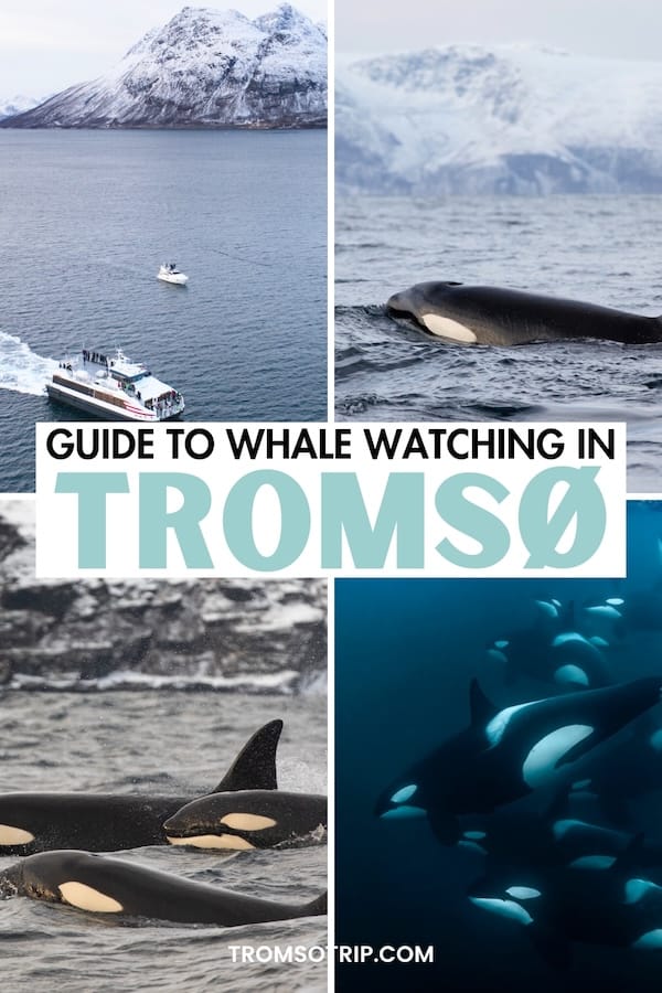 Tromsø is one of the best places to see orcas in their natural habitat and these whale watching tours in Tromsø will make your trip unforgettable. Learn more! | Whale safari in Tromsø | How to see whales in Tromsø | Tromso whale watching | Tromso tours | Tours in Tromso | What to do in Tromso | Tromso itinerary | Tromso in winter