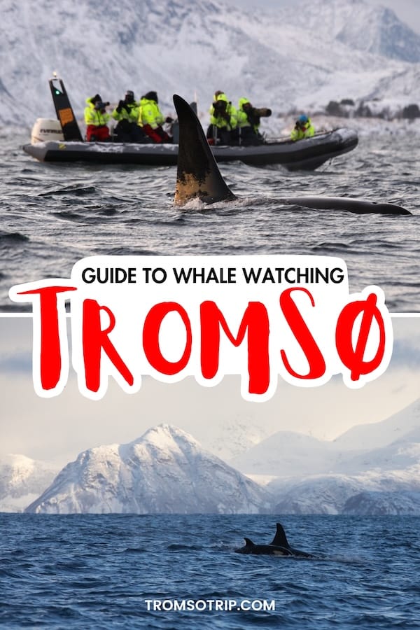 Tromsø is one of the best places to see orcas in their natural habitat and these whale watching tours in Tromsø will make your trip unforgettable. Learn more! | Whale safari in Tromsø | How to see whales in Tromsø | Tromso whale watching | Tromso tours | Tours in Tromso | What to do in Tromso | Tromso itinerary | Tromso in winter