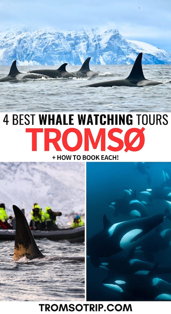 Tromsø is one of the best places to see orcas in their natural habitat and these whale watching tours in Tromsø will make your trip unforgettable. Learn more! | Whale safari in Tromsø | How to see whales in Tromsø | Tromso whale watching | Tromso tours | Tours in Tromso | What to do in Tromso | Tromso itinerary | Tromso in winter