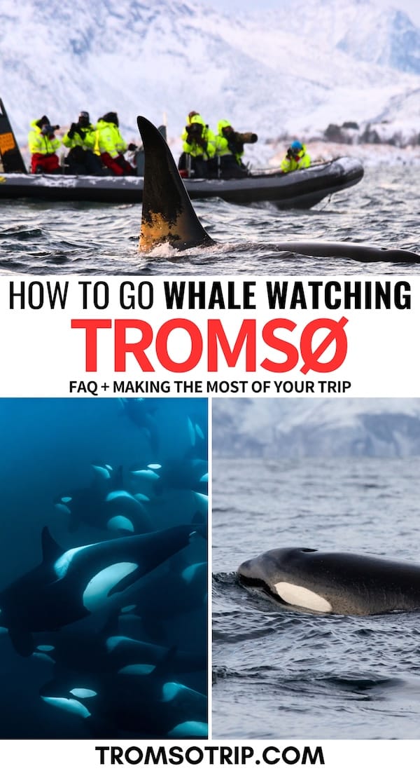 Are you looking to go whale watching in Tromsø? This guide has you covered - these are some of my expert tips and tricks before your Tromsø whale watching tour! | Tromso tours | Tromso whale watching tours | Whale watching tours in Tromso | Tromso whale safari | What to do in Tromso | Tromso in winter | Winter in Tromso | Tromso winter tours