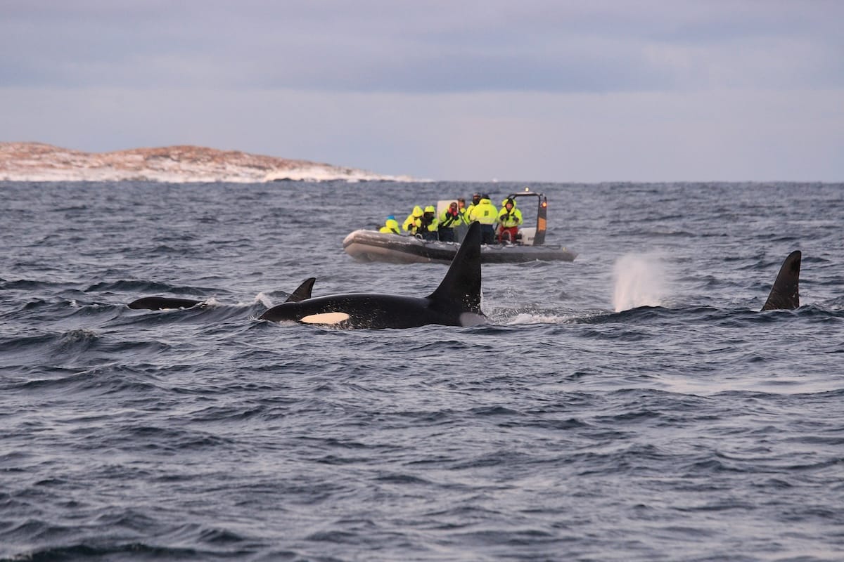 Whale watching in Tromsø - RIB boat style!