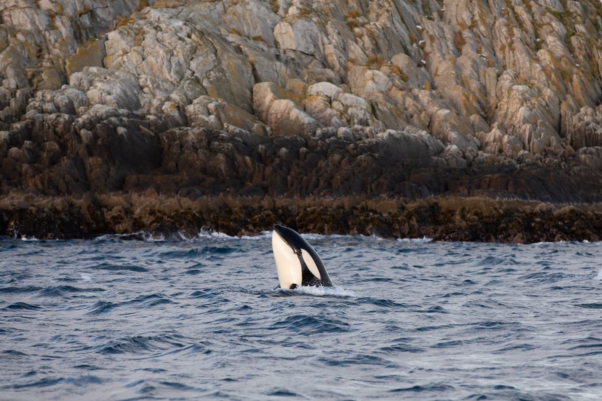 Tromsø whale watching can be an all-day activity!