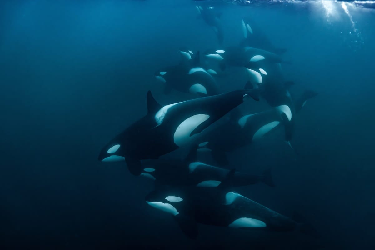 Orcas near Tromsø, Norway