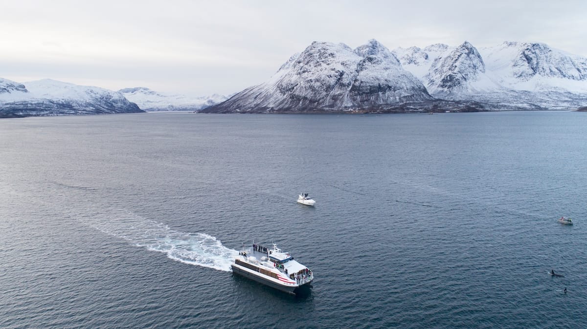 Whale watching in Tromsø on a catamaran