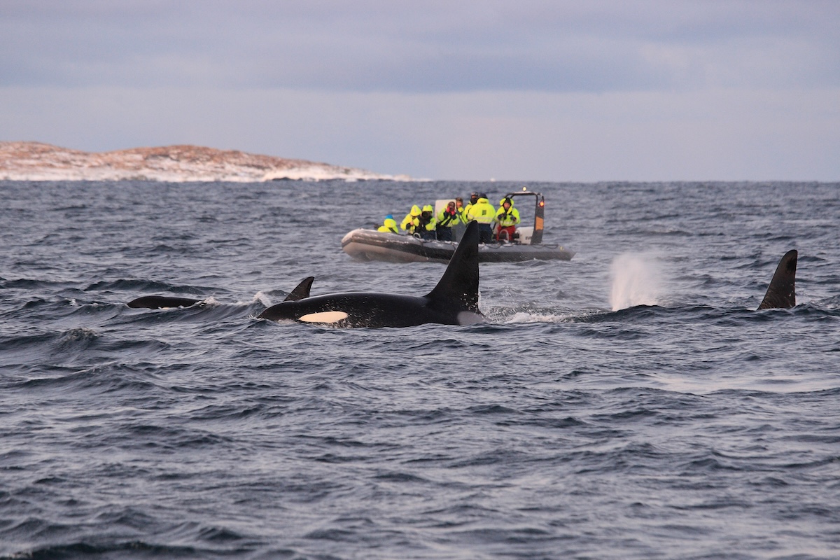 Your tour will be on a RIB boat from Skjervøy.