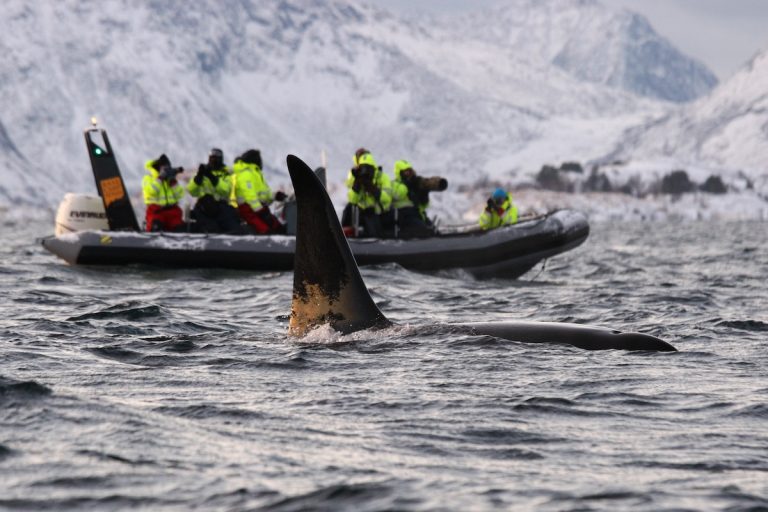 Whale watching tours in Tromsø, Norway