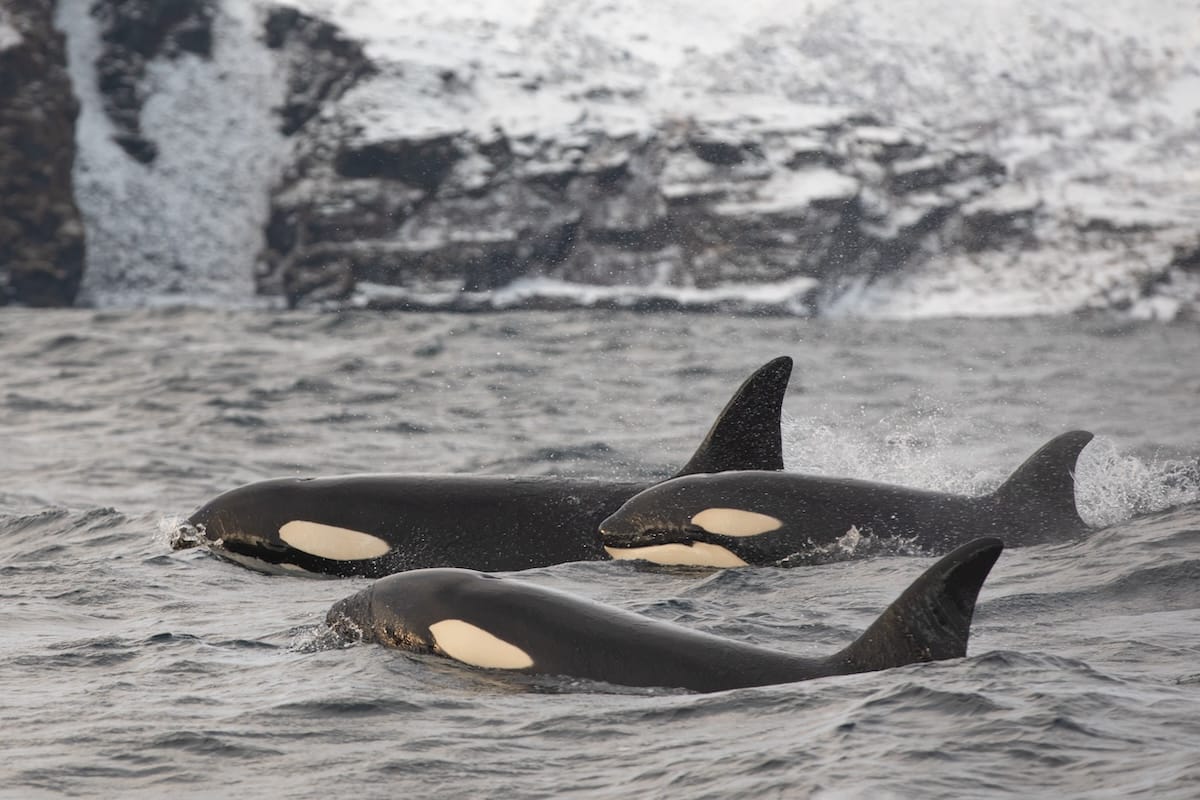 Whale watching is popular in Tromsø in November.