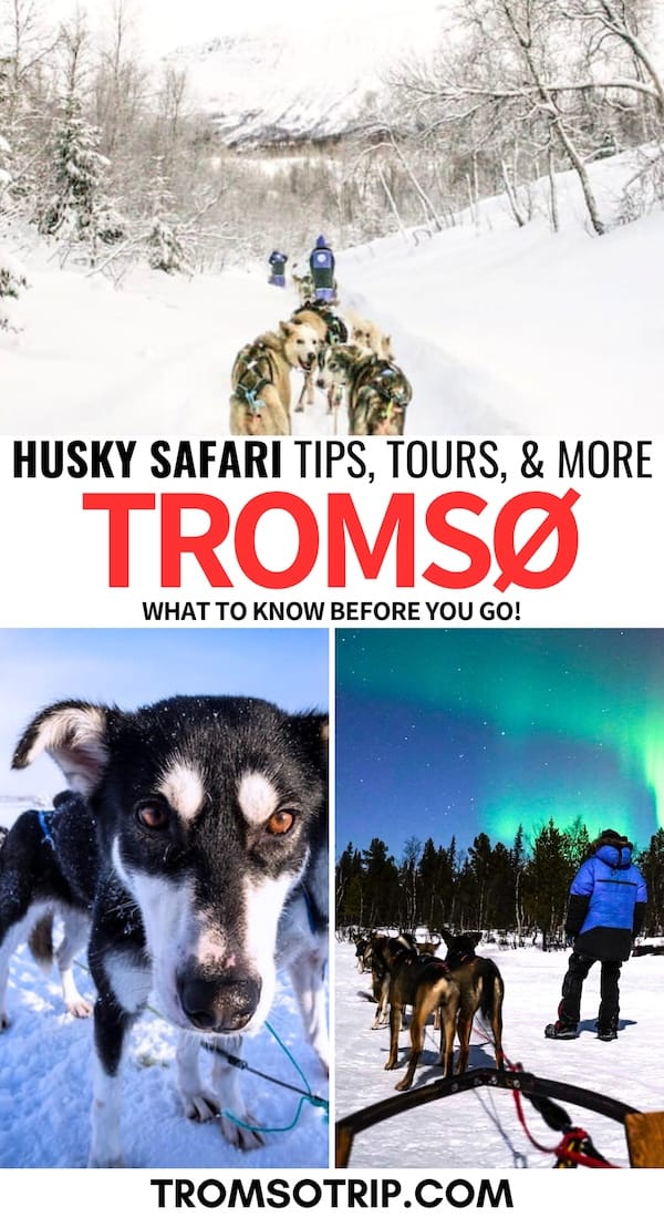 Are you looking to go dog sledding in Tromsø, Norway? This guide contains the best husky safaris plus some tips, expectations, and FAQs answered. Read more! | Husky safari Tromsø | Tromsø dog sledding | Tromsø tours | Tours in Tromsø | Things to do in Tromsø | What to do in Tromsø | Tromsø itinerary | Tromsø winter | Activities in Tromsø | Tromsø activities | Dog sledding tours in Tromsø