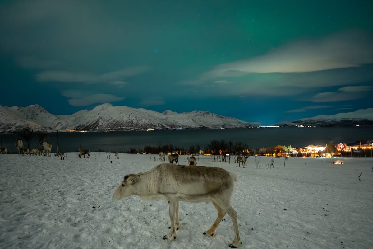 At the reindeer ranch - just me, the reindeer, and the aurora.