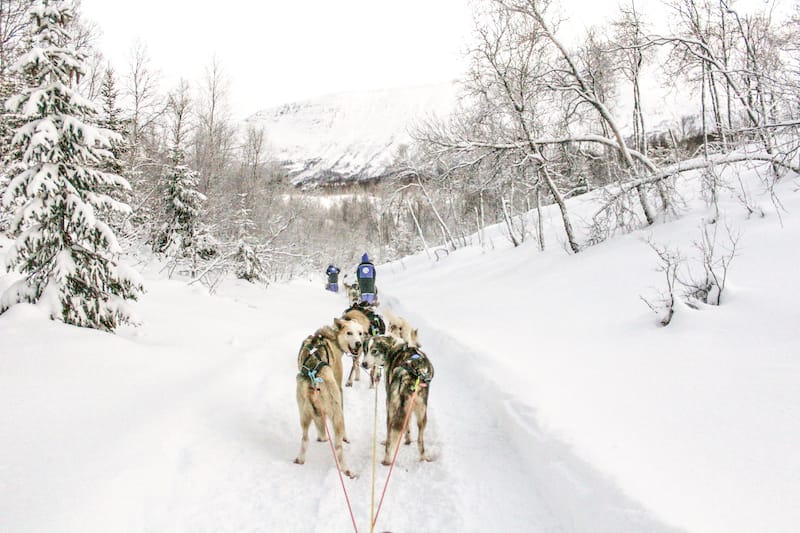 My very first time dog sledding in Tromsø!