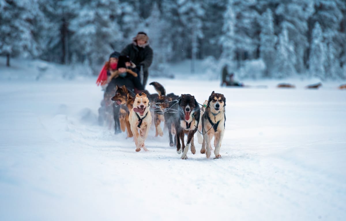 Dog sledding tour in Tromsø