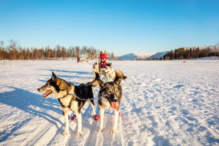 Family on a husky safari in Tromsø