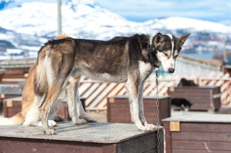 Husky farm in Tromsø