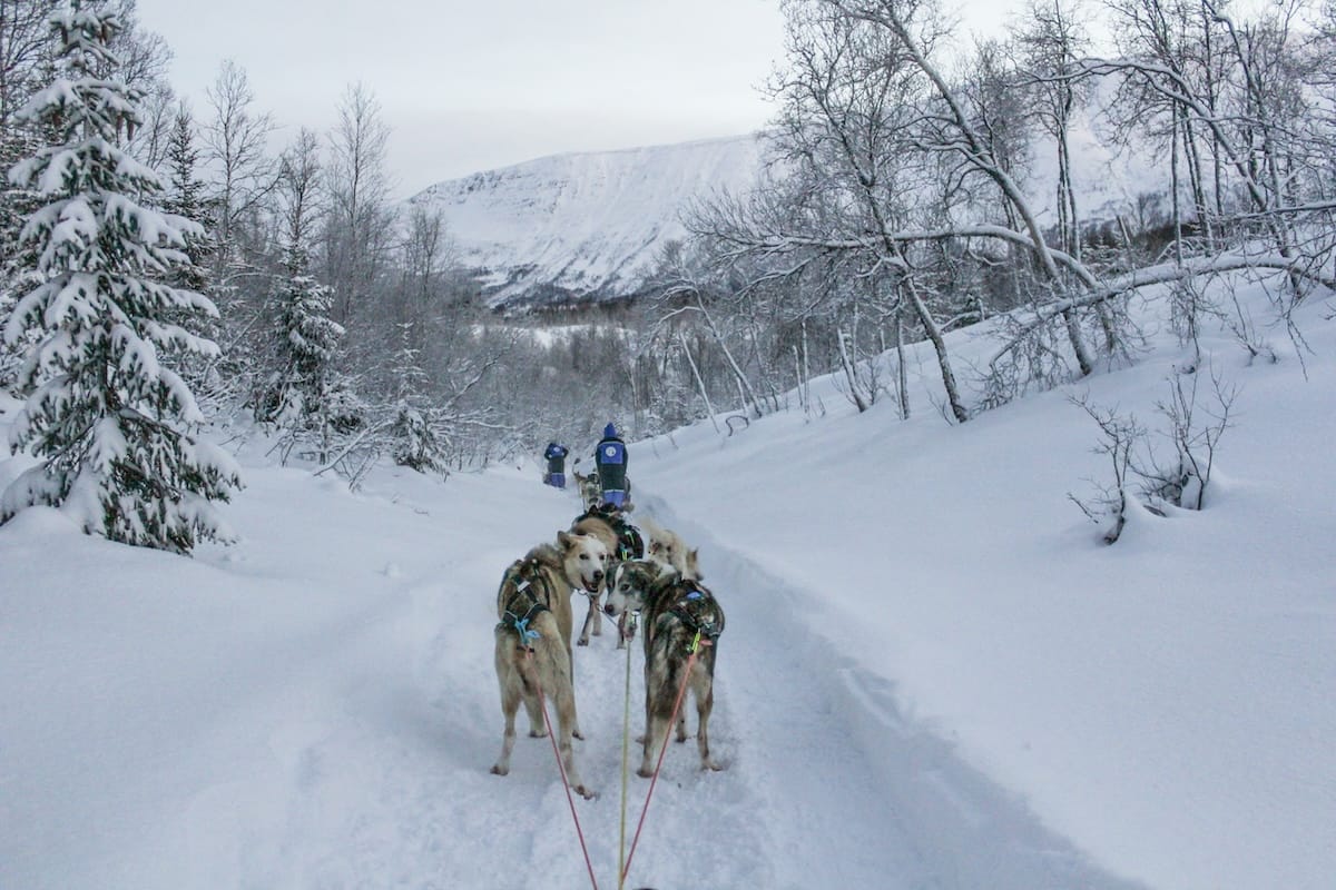 Dog-sledding in Tromsø during December