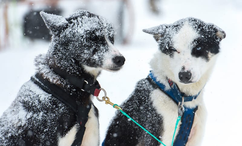 Dogs at the Tromsø Wilderness Center