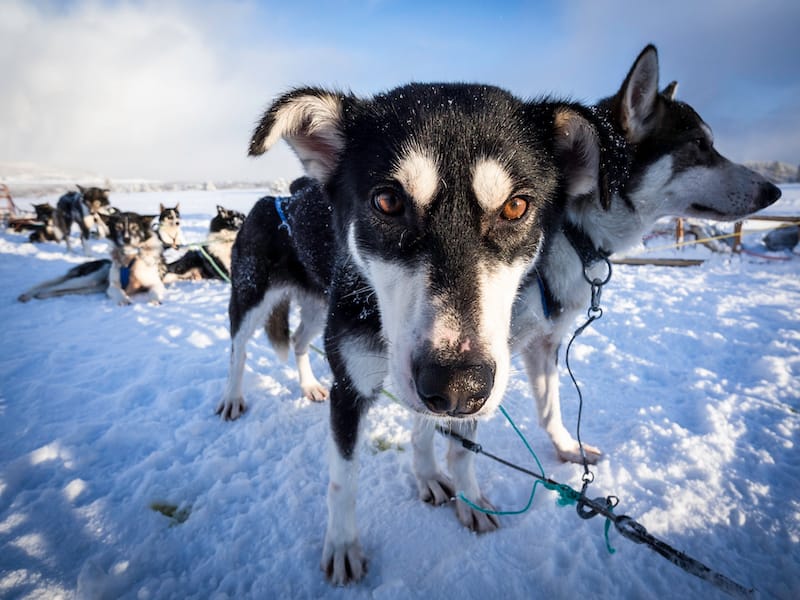 Huskies in Tromsø