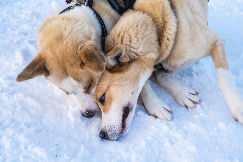 Hanging out with the huskies in Tromsø