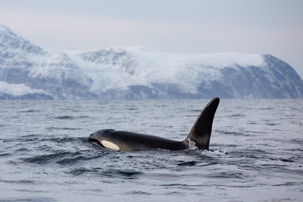 Whale watching in Tromsø