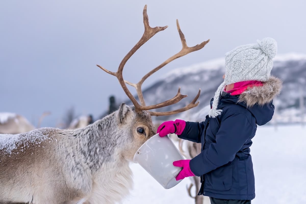 A little girl feeding reindeer in Tromsø, Norway