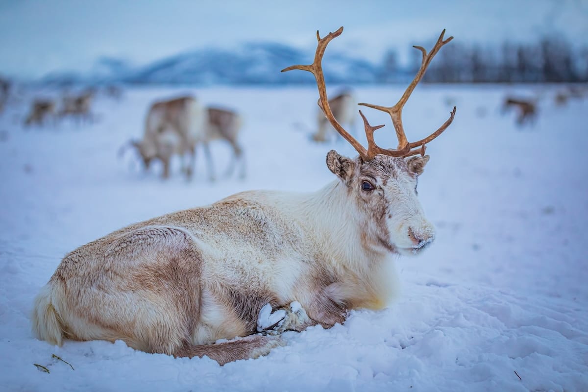 A reindeer in Tromsø sitting down during the day