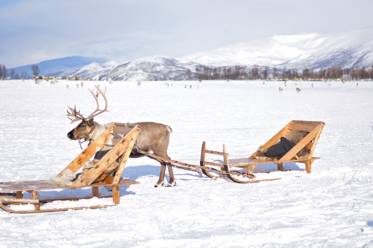 Reindeer sledding in Tromsø