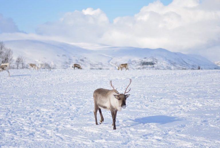 A reindeer in Tromsø, Norway during the day