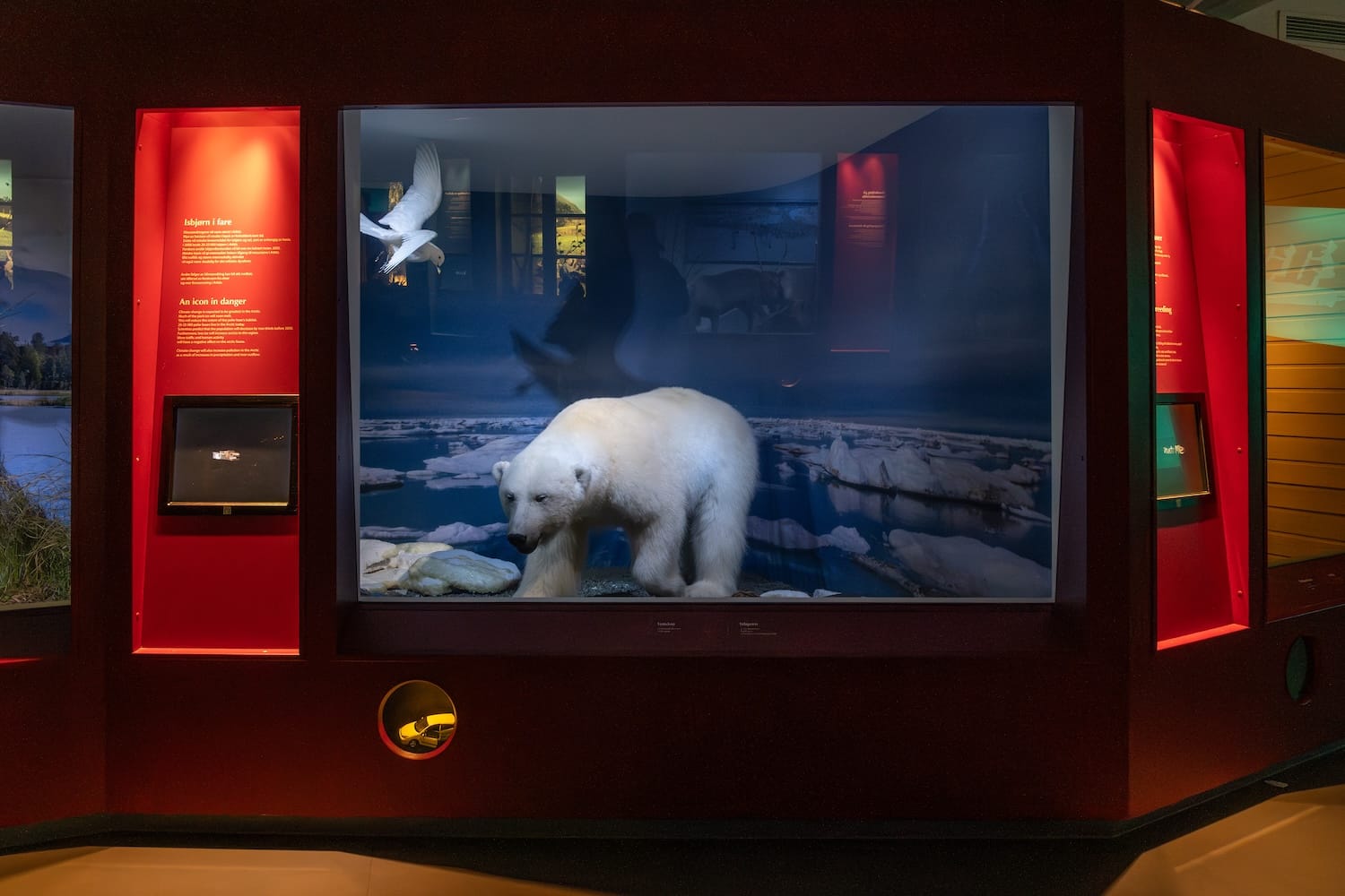 Polar bear highlighted at the Tromsø Museum