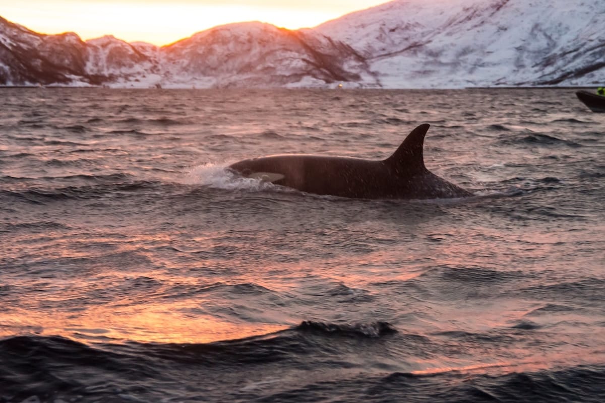 Whale watching in Tromsø