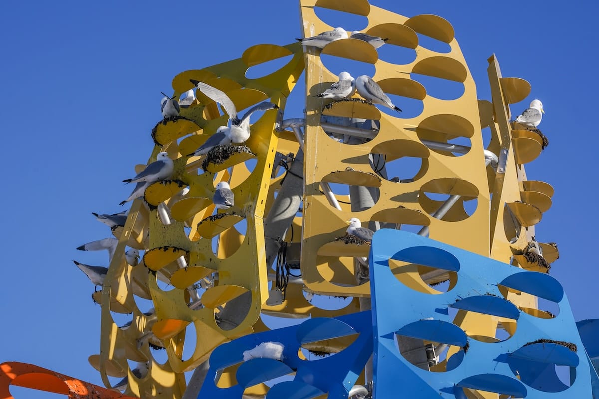 A kittiwake hotel in Tromsø Norway - there are kittiwake pairs on it