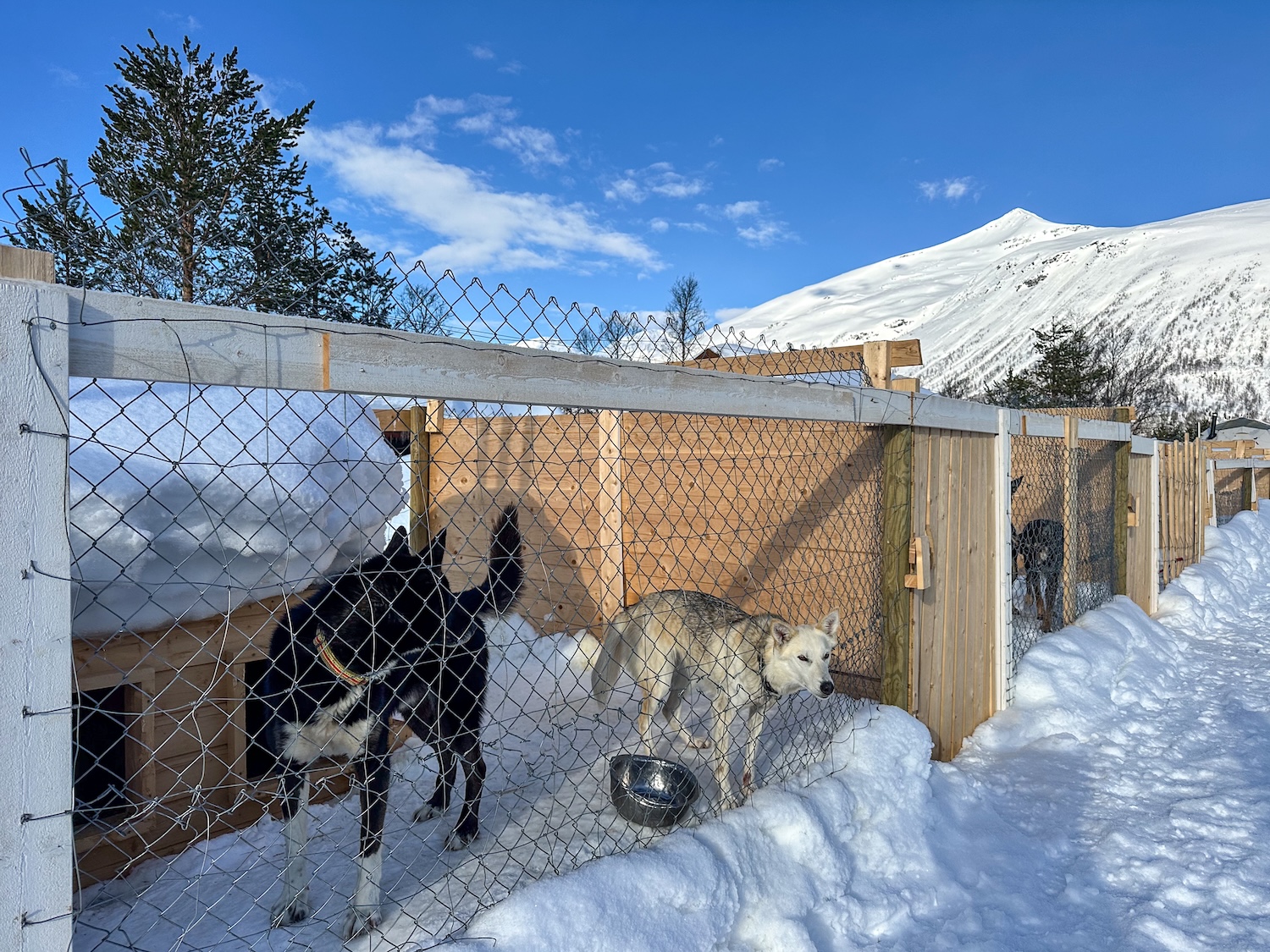 Walking around the husky area at Tromsø Ice Domes
