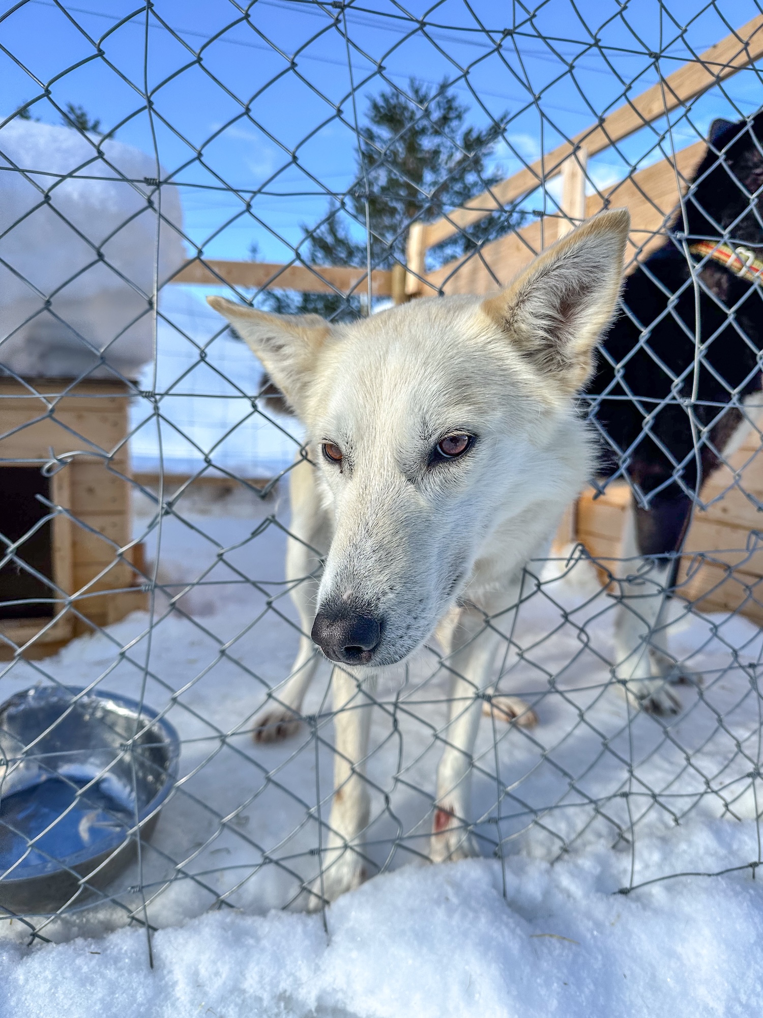 Husky at the Tromsø Ice Domes in Tamok Valley