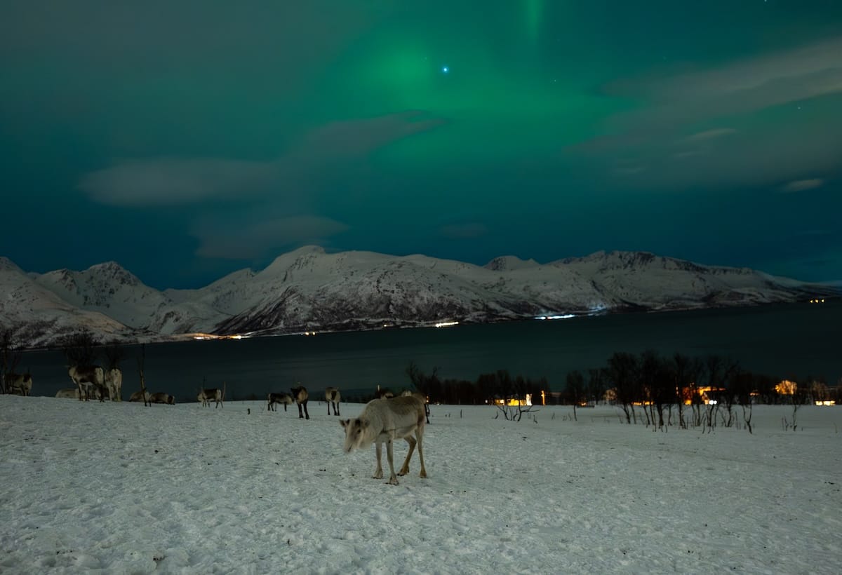 Reindeer + aurora = perfection