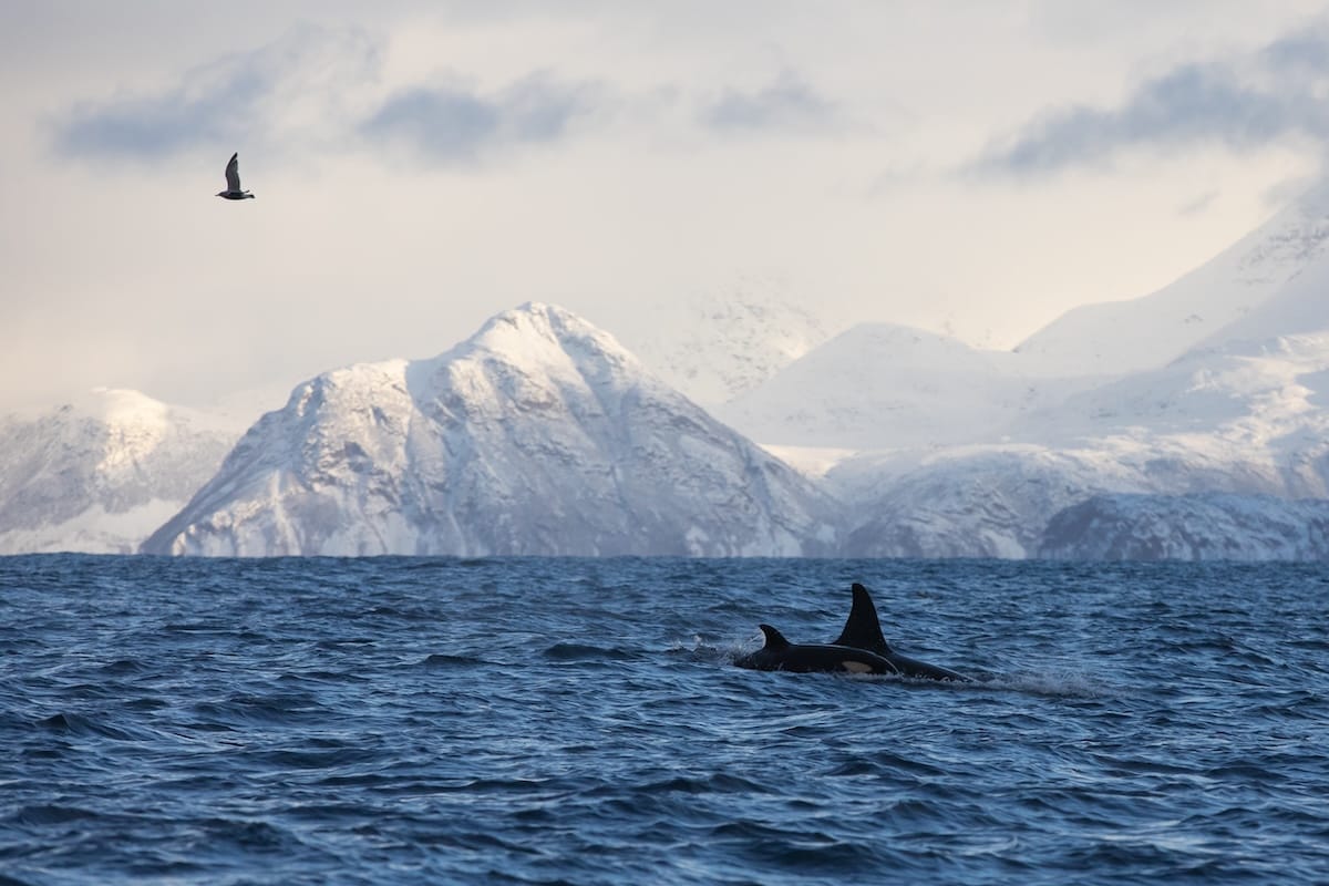Whale watching in Skjervøy from Tromsø