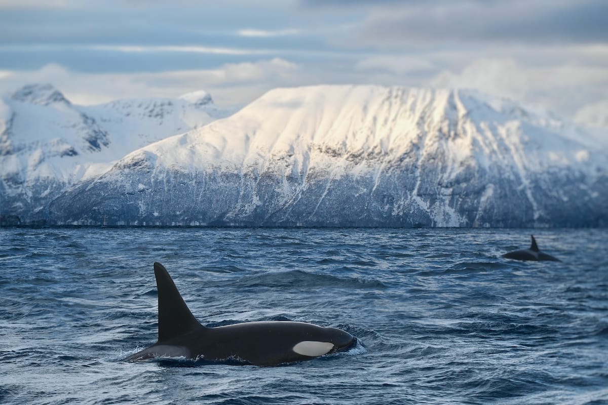 Whale watching in Tromsø is a must!