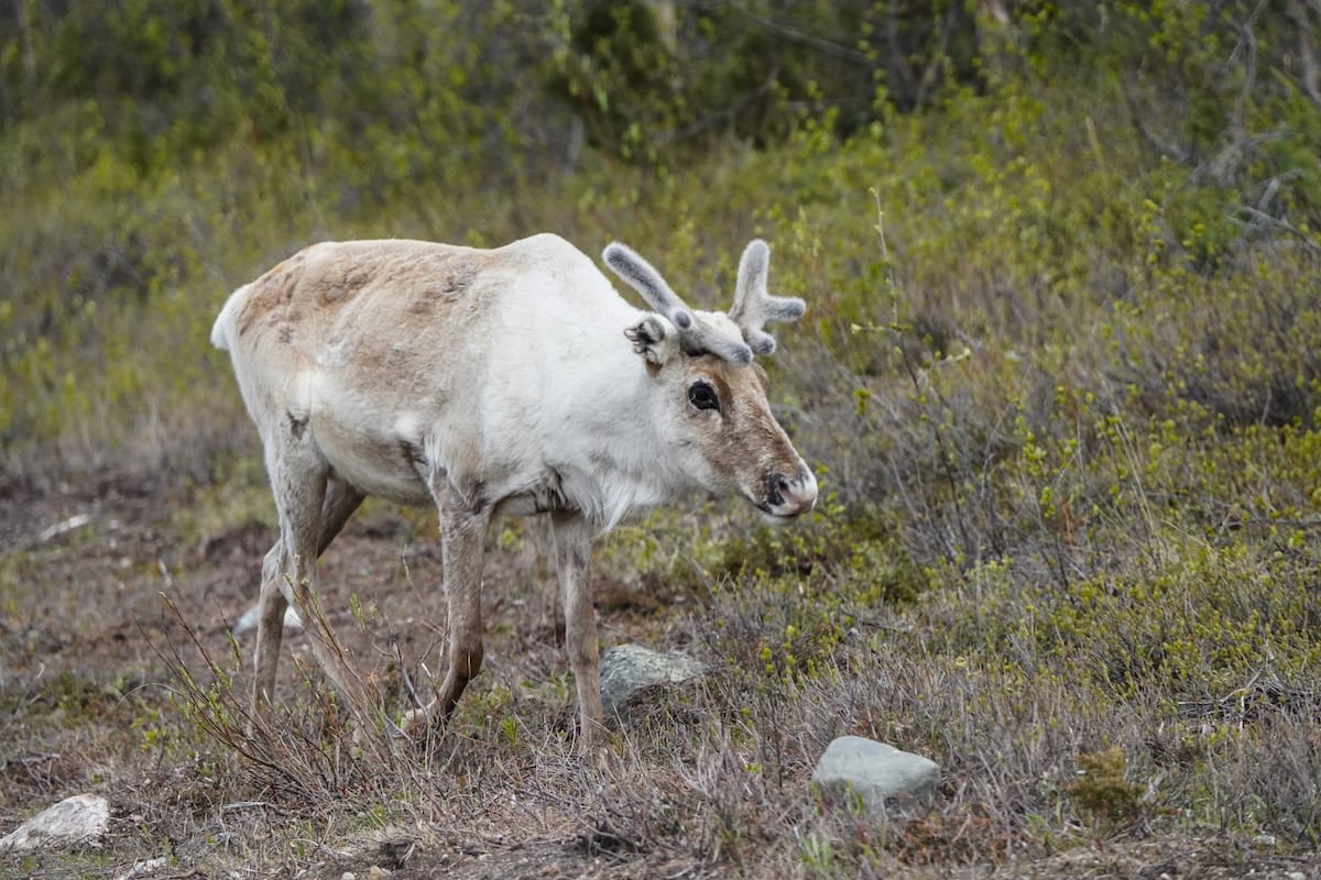 What you'll possibly see on the border of Finland and Norway

a reindeer on the side of a road