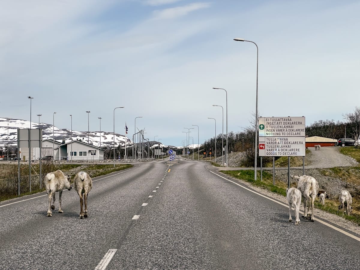 The border is busy with reindeer (making this an easy crossing)

a border between norway and finland with reindeer around